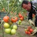 Oferty pracy w Niemczech przy zbiorach pomidorów 2014