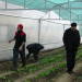 Niemcy praca w szklarni przy zbiorach warzyw Berlin 2014